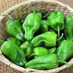 Pepper Spanish Padron - Renee's Garden - Image 3
