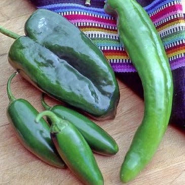 Pepper Southwestern Chile Trio - Renee's Garden - Image 2