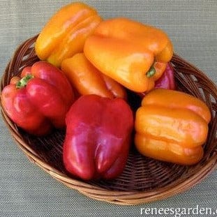 Organic Pepper Orange Sun & Jupiter - Renee's Garden - Image 4