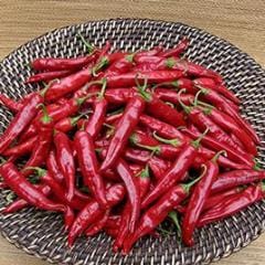 Pepper Tibetan Lhasa - Renee Garden - Image 4