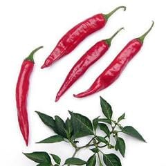 Pepper Tibetan Lhasa - Renee Garden - Image 6