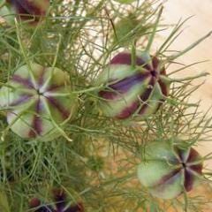 Nigella Persian Violet - Renee's Garden - Image 3