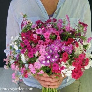 Phlox Dutch Tapestry - Renee`s Garden - Image 3