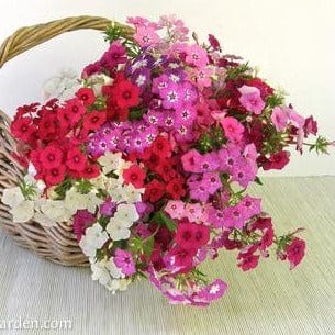 Phlox Dutch Tapestry - Renee`s Garden - Image 4