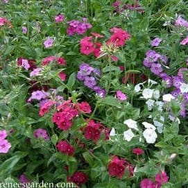 Phlox Dutch Tapestry - Renee`s Garden - Image 5