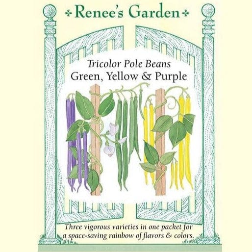 Bean Green, Yellow & Purple - Renee's Garden