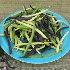 Bean Green, Yellow & Purple - Renee's Garden - Image 2