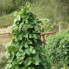 Bean Green, Yellow & Purple - Renee's Garden - Image 3