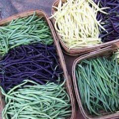 Bean Green, Yellow & Purple - Renee's Garden - Image 4