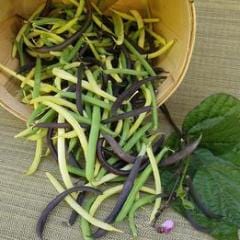 Bean Green, Yellow & Purple - Renee's Garden - Image 5