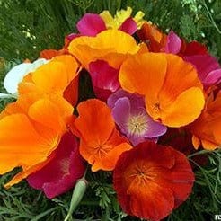 California Poppy Tropical Sunset - Renee`s Garden - Image 3