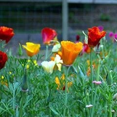 California Poppy Tropical Sunset - Renee`s Garden - Image 4