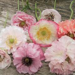 Poppy Angels' Choir - Renee's Garden - Image 2