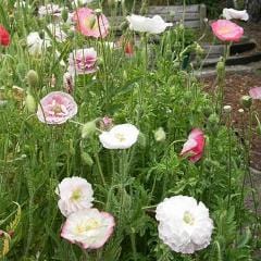 Poppy Angels' Choir - Renee's Garden - Image 4