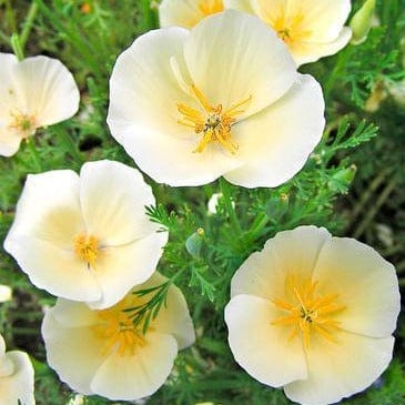 California Poppy Buttercream - Renee's Garden - Image 3