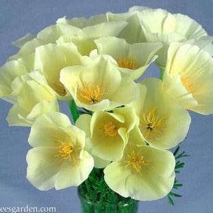 California Poppy Buttercream - Renee's Garden - Image 4