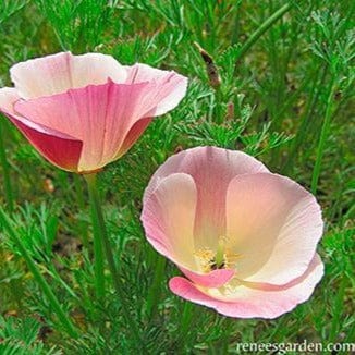 California Poppy Dusky Rose - Renee's Garden - Image 3
