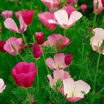 California Poppy Dusky Rose - Renee's Garden - Image 4