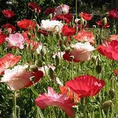 Poppy Falling in Love - Renee's Garden - Image 2