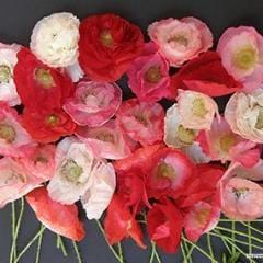 Poppy Falling in Love - Renee's Garden - Image 3