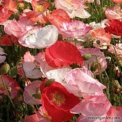 Poppy Falling in Love - Renee's Garden - Image 4