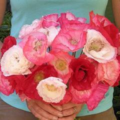 Poppy Falling in Love - Renee's Garden - Image 5