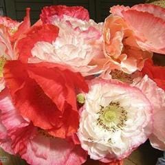 Poppy Falling in Love - Renee's Garden - Image 6