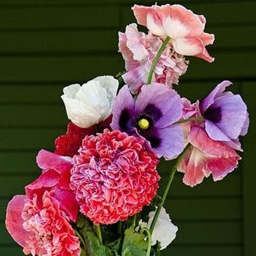 Poppy French Flounce - Renee's Garden - Image 2