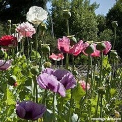 Poppy French Flounce - Renee's Garden - Image 3
