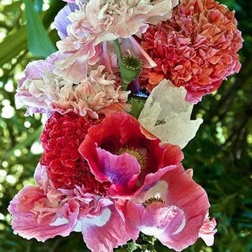 Poppy French Flounce - Renee's Garden - Image 4