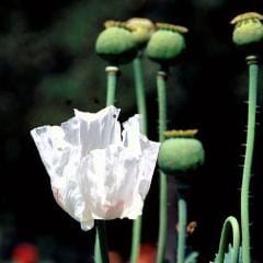 Poppy Hungarian Breadseed - Renee's Garden - Image 2