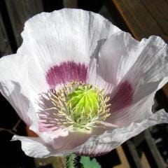 Poppy Hungarian Breadseed - Renee's Garden - Image 3