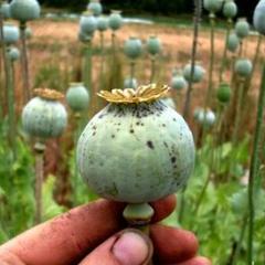 Poppy Hungarian Breadseed - Renee's Garden - Image 4
