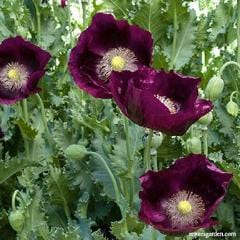 Poppy Lauren's Dark Grape - Renee's Garden - Image 2
