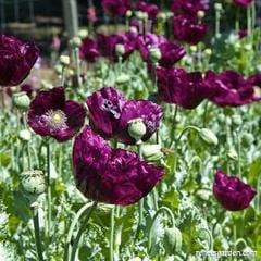 Poppy Lauren's Dark Grape - Renee's Garden - Image 3