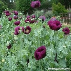 Poppy Lauren's Dark Grape - Renee's Garden - Image 4