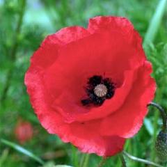 Poppy Legion of Honor - Renee's Garden - Image 2