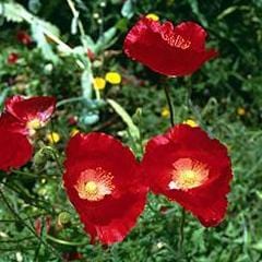 Poppy Legion of Honor - Renee's Garden - Image 3
