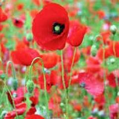 Poppy Legion of Honor - Renee's Garden - Image 4
