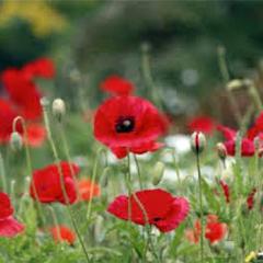 Poppy Legion of Honor - Renee's Garden - Image 5