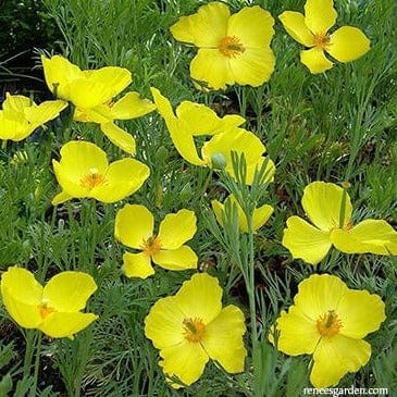 Poppy Mexican Tulip - Renee`s Garden - Image 3