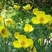 Poppy Mexican Tulip - Renee`s Garden - Image 5