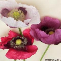 Poppy Pepperbox - Renee's Garden - Image 2