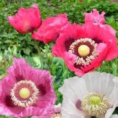 Poppy Pepperbox - Renee's Garden - Image 3