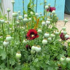 Poppy Pepperbox - Renee's Garden - Image 4