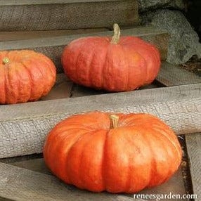 Pumpkin Cinderella's Carriage - Renee's Garden - Image 2