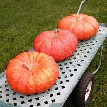 Pumpkin Cinderella's Carriage - Renee's Garden - Image 3