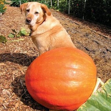 Pumpkin Wyatt's Wonder - Renee's Garden - Image 2