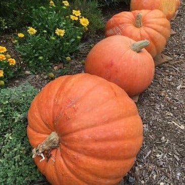 Pumpkin Wyatt's Wonder - Renee's Garden - Image 3