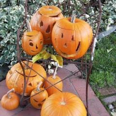Pumpkins Autumn Gold & Spookie - Renee's Garden - Image 2